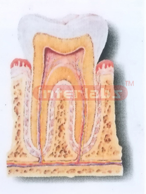 THE STRUCTURE MODEL OF TOOTH